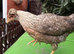 Stunning Crested Cream Legbar Pullet - Purebred Blue Egg Layer!