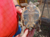 2 Female Hermann's Tortoise