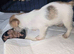 Adorable Tiny blue eyed merle Chi-Tzu Puppies