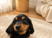 Long haired dachshunds