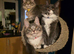 Maine Coon TICA registered Champiom Bloodline Kittens for Sale