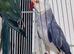 Indian ringneck pair