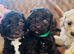 Beautiful F1 Cavapoo Puppies