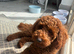 KC Registered miniature poodle for stud