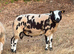 2 very nice young rams available. Dutch spotted and texel cross