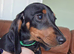 3 girls 3 boys miniature dachshunds