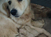 Goldador puppies