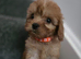 Beautiful cavapoo babies