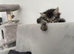 Make Mainecoon cross kitten