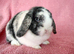 Mini lop girls for sale