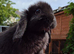 Baby mini lops  ready now.  Last boy..