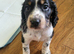 Cocker spaniel pups