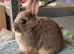 Netherland Dwarf purebred baby Rabbits