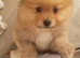 Fluffy