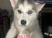PURE SIBERIAN HUSKY PUPPIES