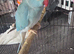 Indian ring necks