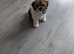 Female shihu Tzu puppy 14weeks old