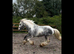 13.2hh 3yr old cob