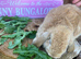 Pure Bred Mini Lops for sale