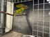 Breeding pair of olive Kakariki parrots available not tame breeding pair