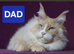 Excellent pedigree kittens