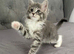 mainecoon x ragdoll  (Ragcoon) kittens