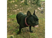 2 French bulldogs