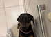 Beautiful girl dachshund