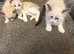 SNOWSHOE - kittens (ragdoll)