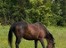 Irish sport horse mare