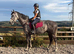 Selling my beautiful gelding Stan, 6 year old AES Warmblood, 15.3hh.