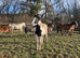 WPBR/PBA by Fames Dakota colt to make 15hh+
