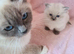 Ragdoll kittens