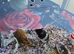 4 Baby Syrian Hamsters(Litter Two) in Billingham