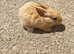 Mini rex babies