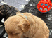 Cavapoo health tested parents