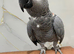 Hand tame African grey kiwi