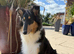 4.5 Month Old Tri Coloured Female Rough Collie Puppy