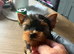 Two beautiful Yorkshire terrier puppy bitches