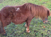 Mini Shetland mare