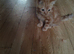 Ginger kitten