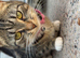 Female cat
