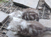 2 beautiful British long hair cross chinchilla kittens
