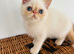 Stunning exotic kittens high quality