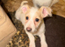 Jack Russel Terrier Pups