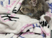 Beautiful baby mainecoon kitten
