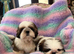 lovely male shih tzu puppies