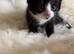 Last Adorable Boy Kitten Left, Ready 11th July