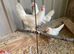 White Leghorn POL