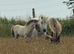 Shetland foal